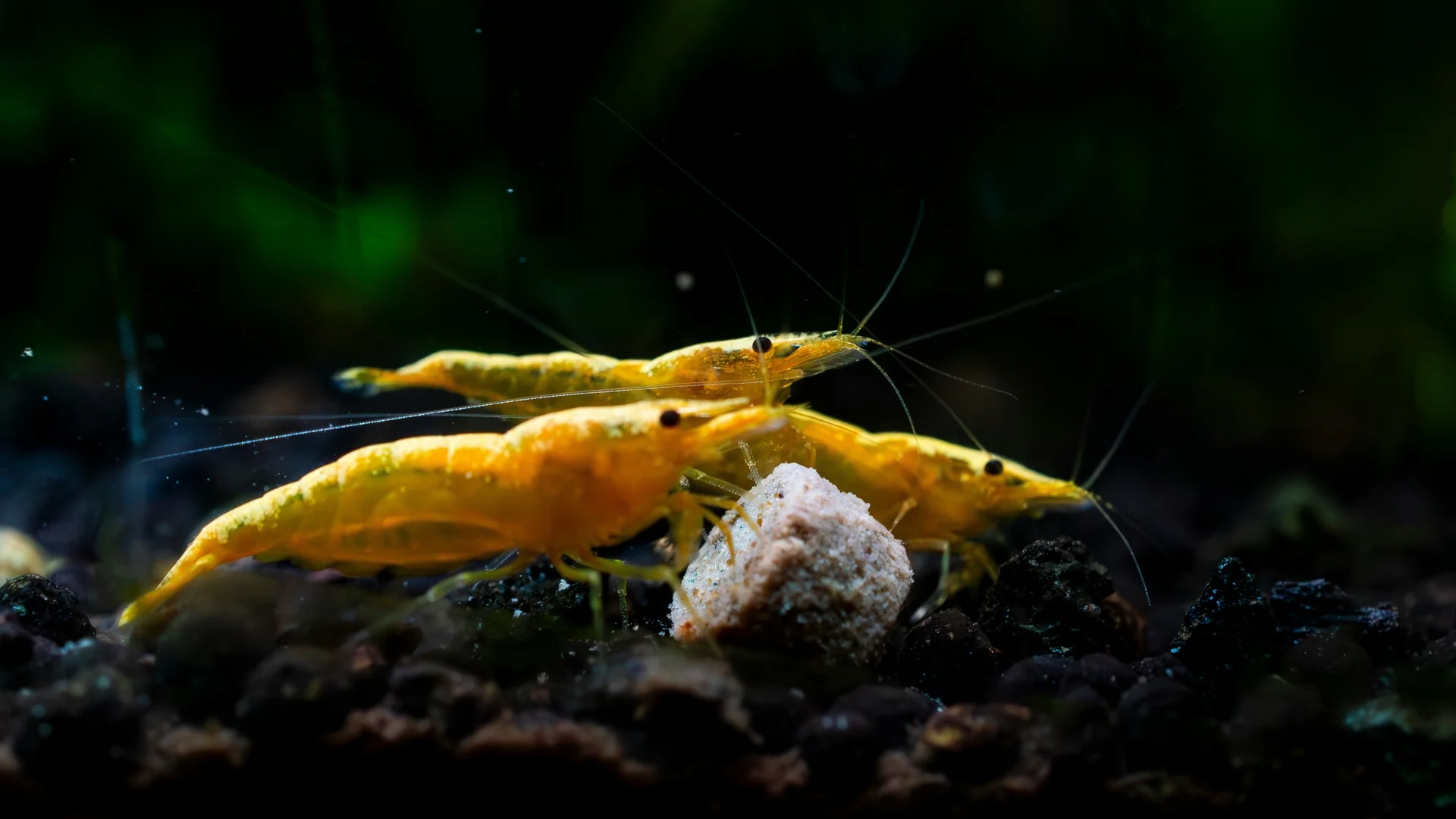 Welches Futter lieben Garnelen wirklich?